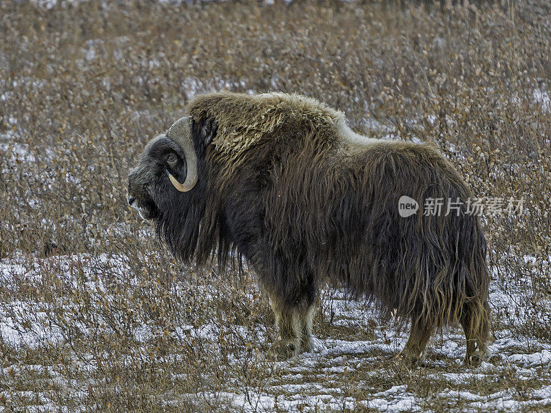 麝牛(Ovibos moschatus，麝牛)是一种北极牛科哺乳动物，以其厚厚的皮毛和雄性发出的强烈气味而闻名，它的名字也由此而来。这种麝香的气味在交配季节用来吸引雌性。北坡o